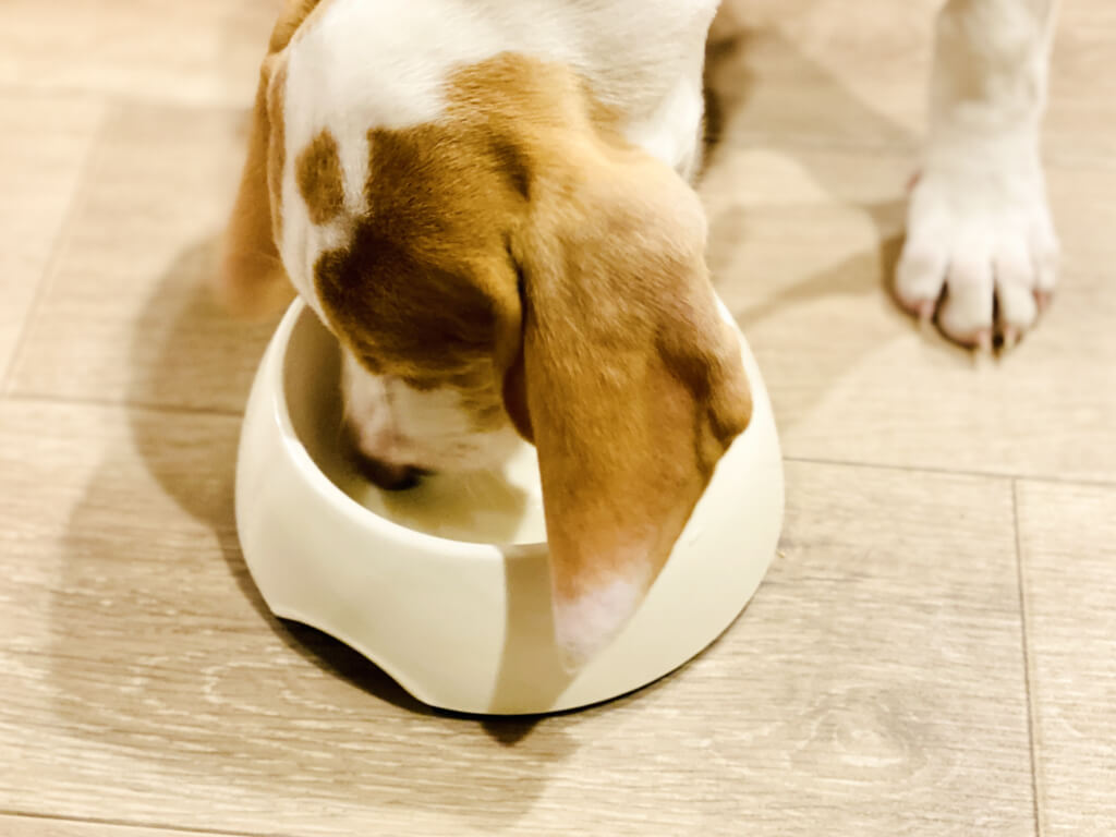 ヤギミルクを飲む犬